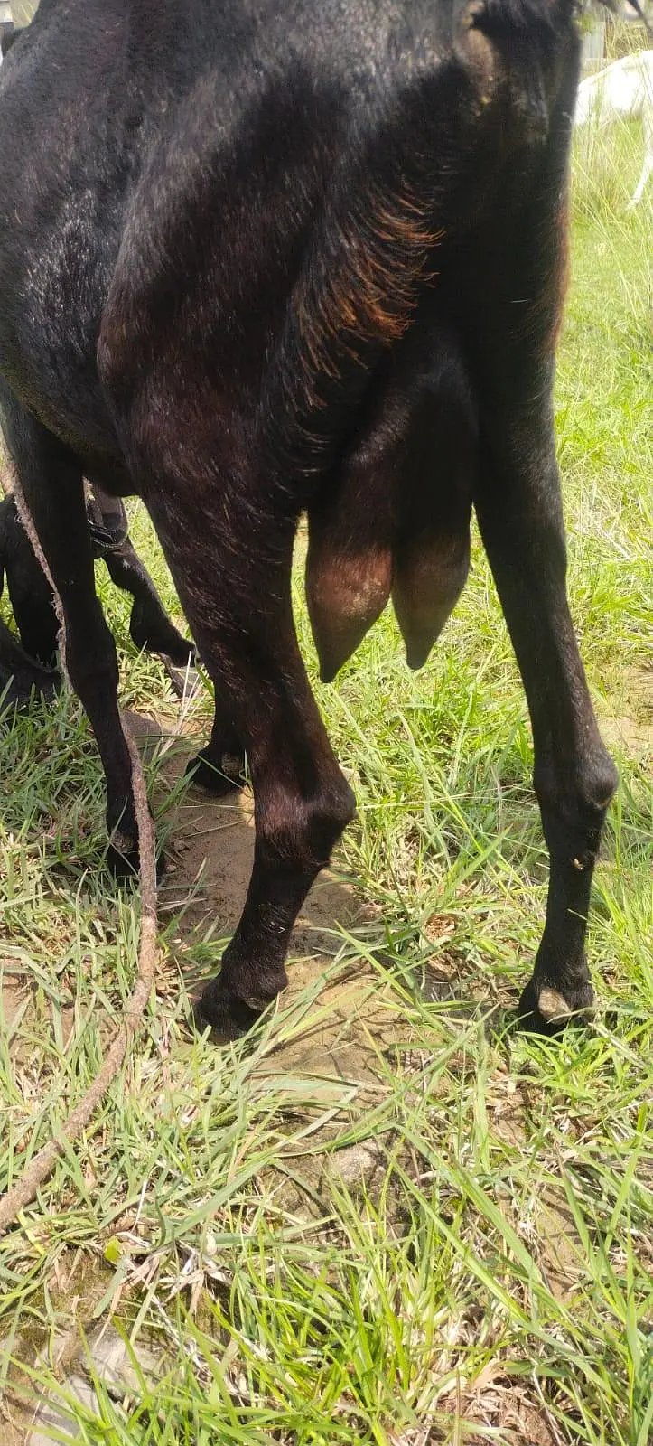 Black beetal goat for sale — photo 3