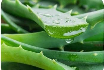 aloe vera fresh plant