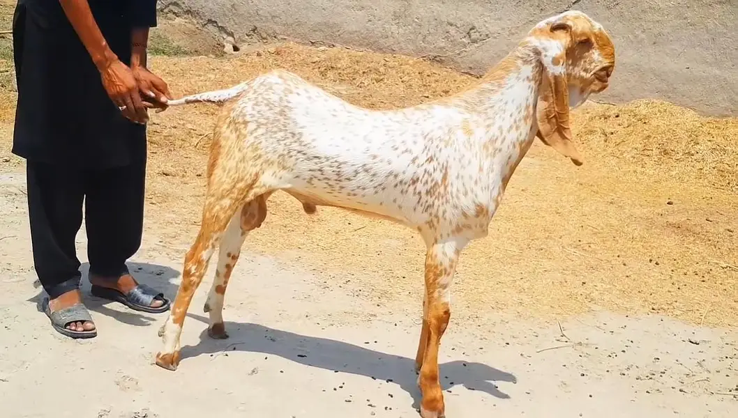 Makkah Chini Bakra For Sale _ 03218617598 رابطہ نمبر — photo 2