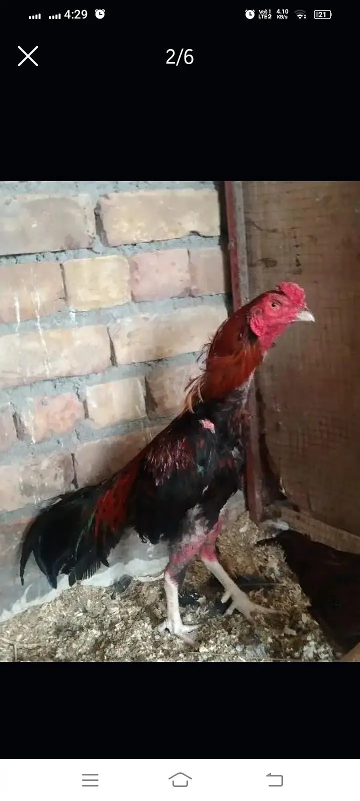Aseel male — photo 2