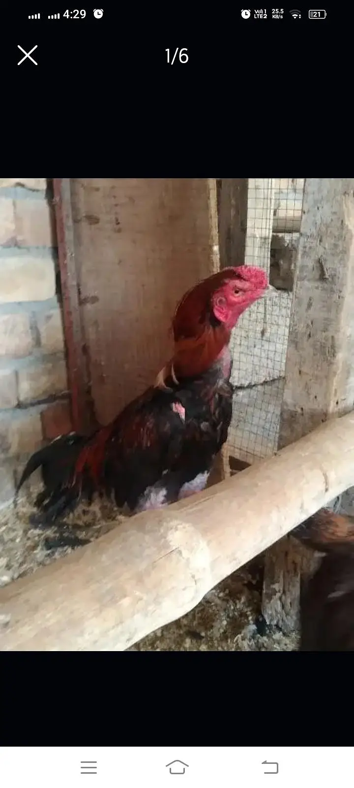 Aseel male — photo 3