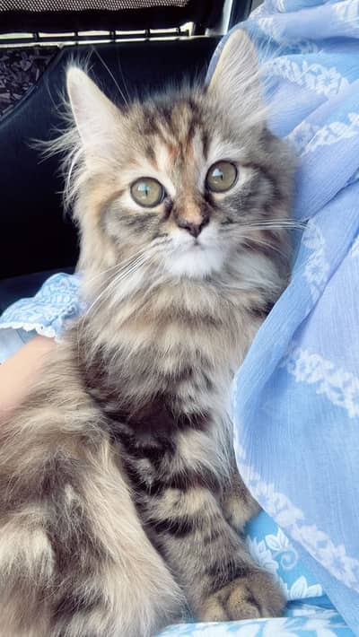 Persian cat (Tabbly)