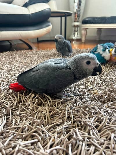 African grey parrot chicks for sale 0324/3416/925