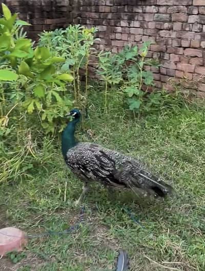 Male peacock DATRA color