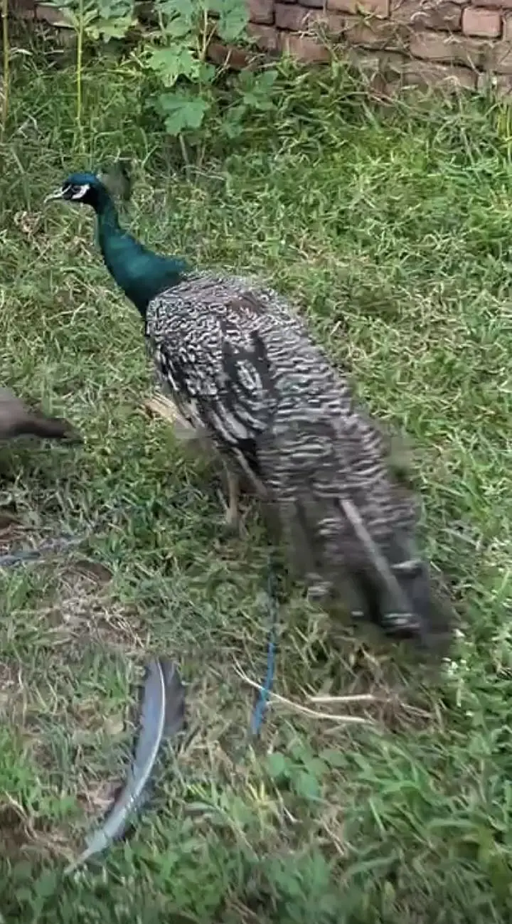Male peacock DATRA color — photo 2