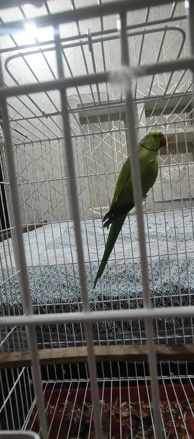 Male Parrot
