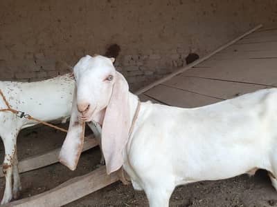 desi Bakra for Sale