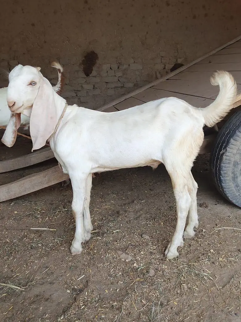 desi Bakra for Sale — photo 3