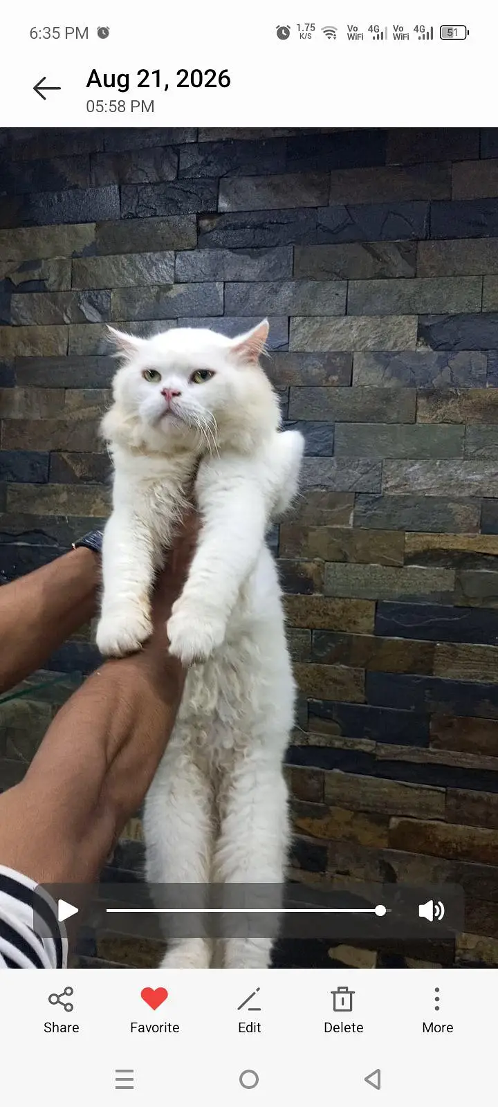 persian male cat  punched face — photo 2