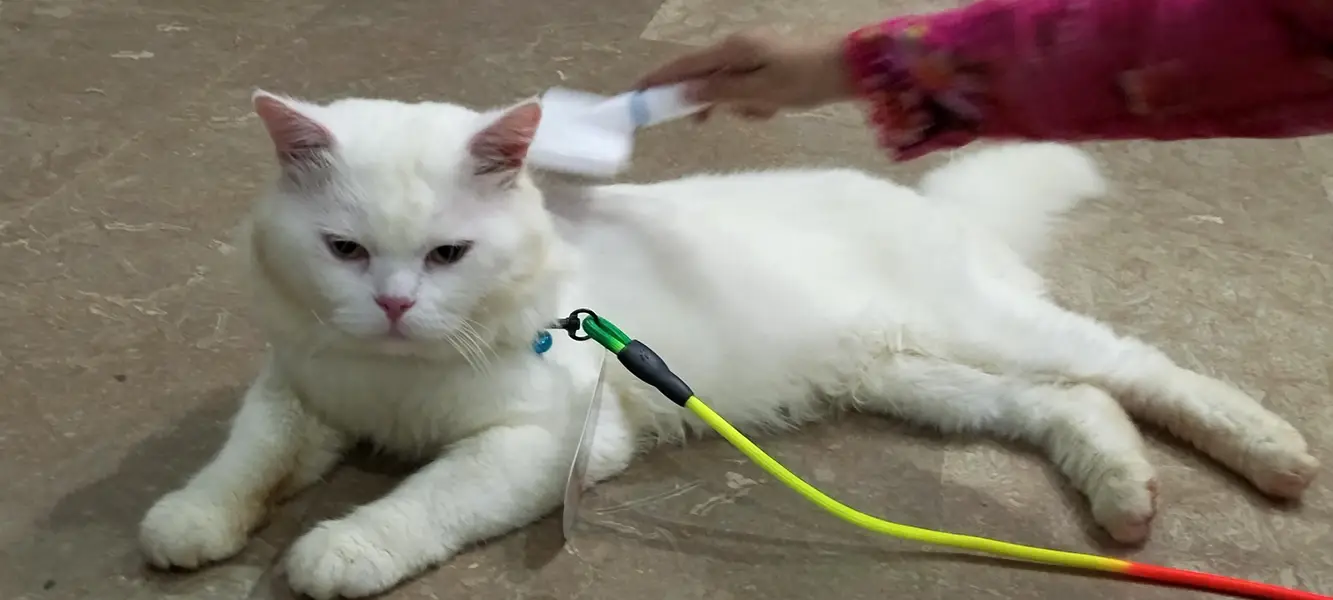persian male cat  punched face — photo 3