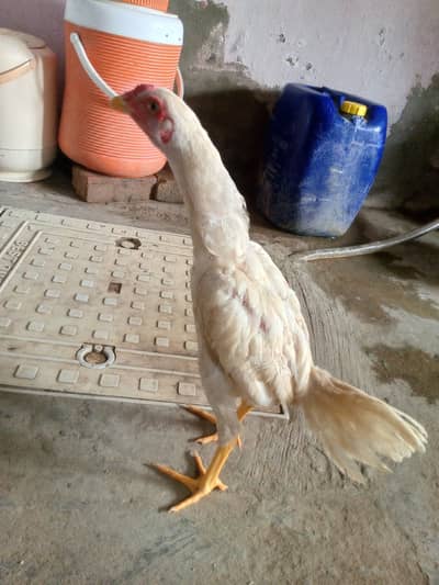 aseel white pattha