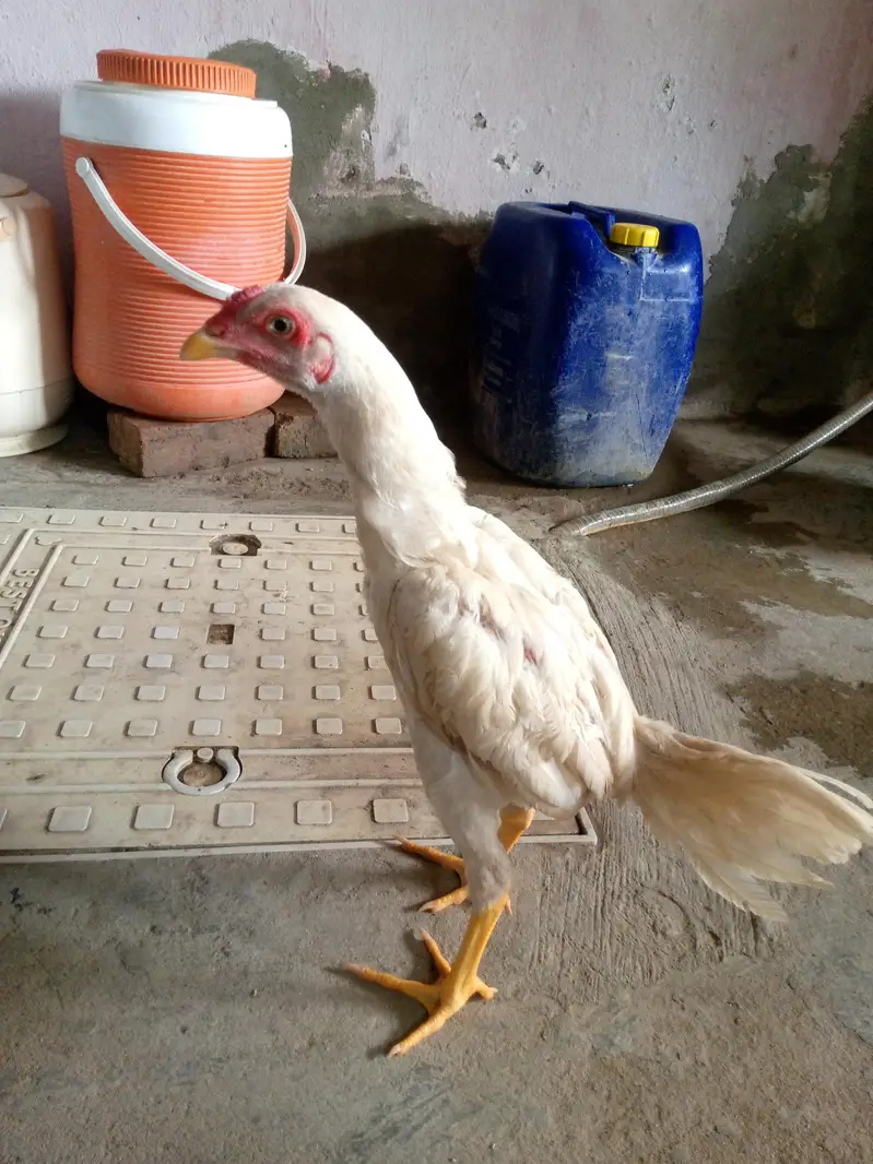 aseel white pattha — photo 2