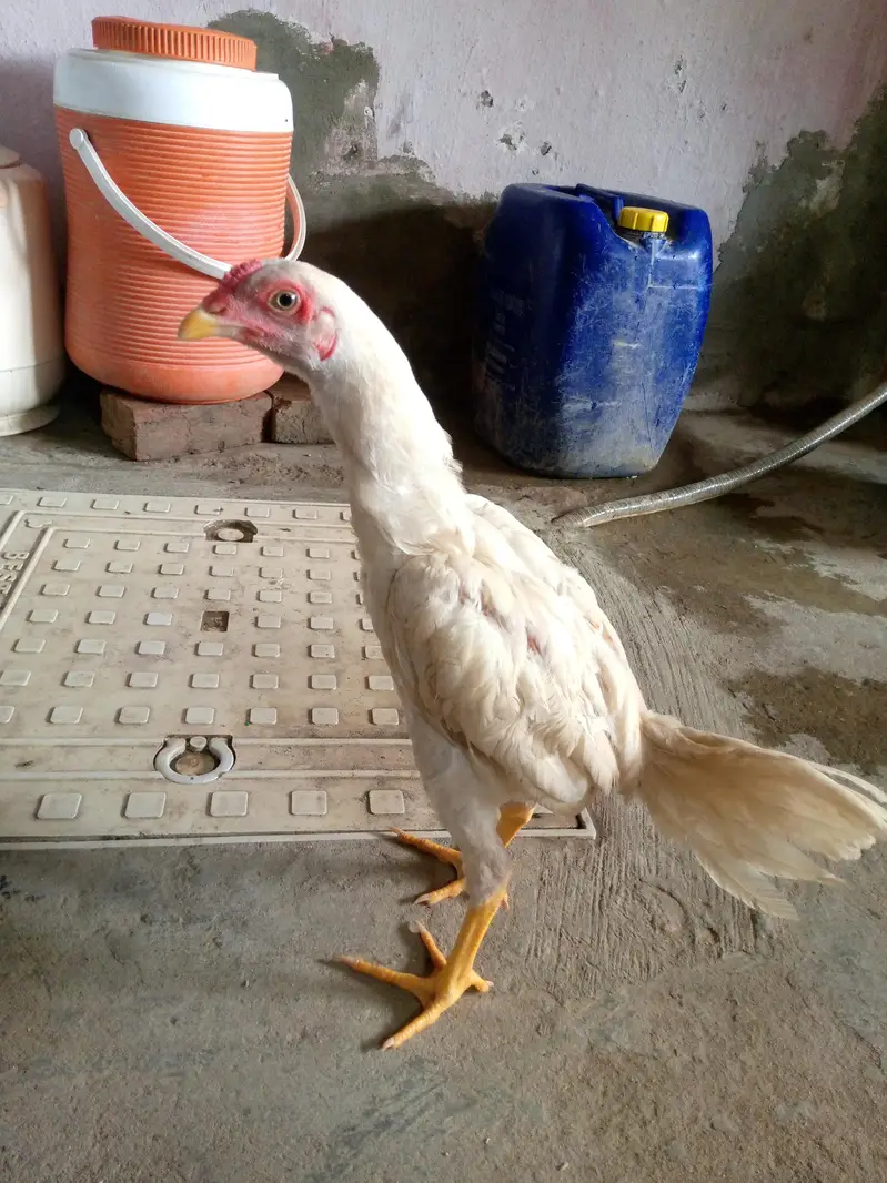 aseel white pattha — photo 3