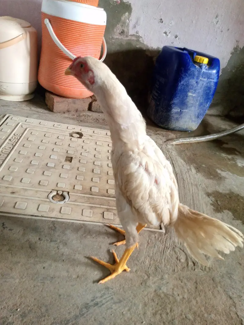 aseel white pattha — photo 4
