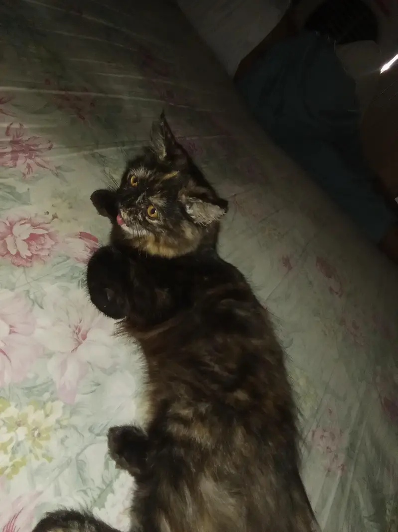 Persian kitten hn 4 month breed tortoiseshell  Breed: Tortoiseshell — photo 2