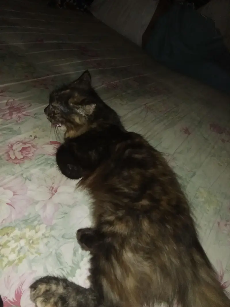 Persian kitten hn 4 month breed tortoiseshell  Breed: Tortoiseshell — photo 3
