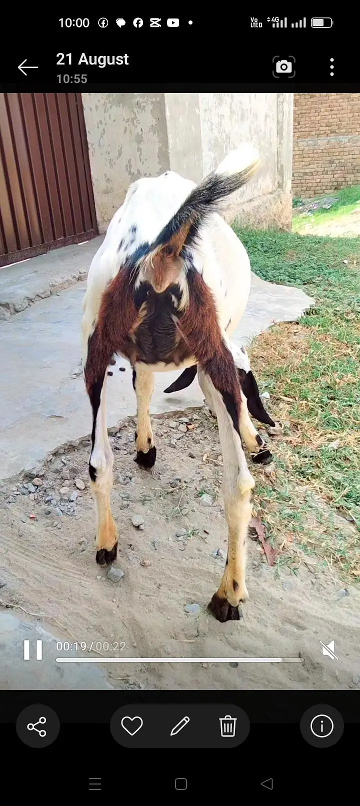 betal Desi cross female 03327615738 — photo 2