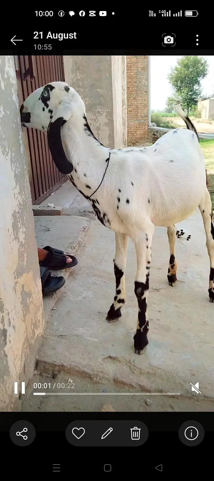 betal Desi cross female 03327615738 — photo 3