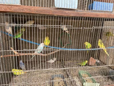 budgies in good healt