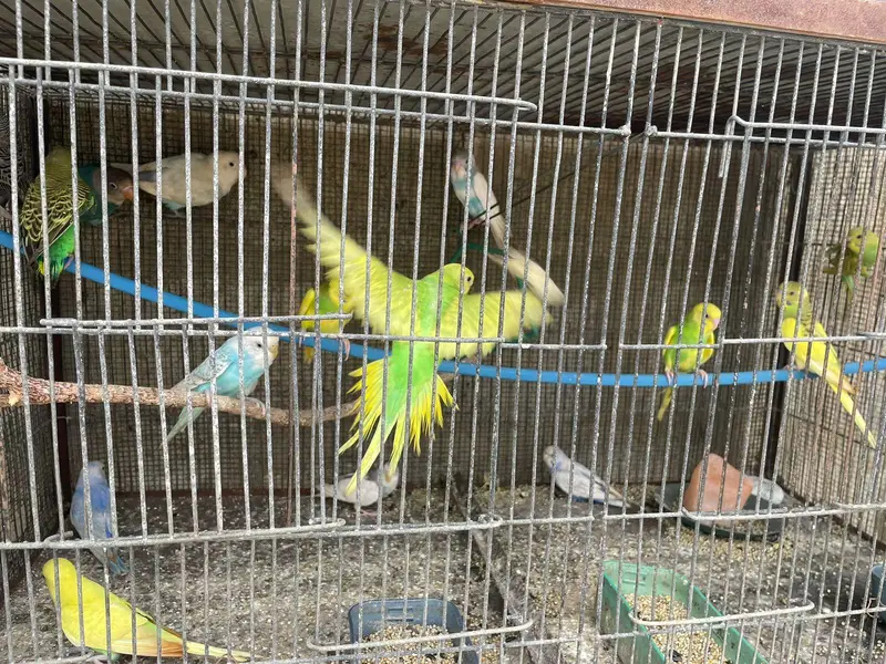 budgies in good healt — photo 2