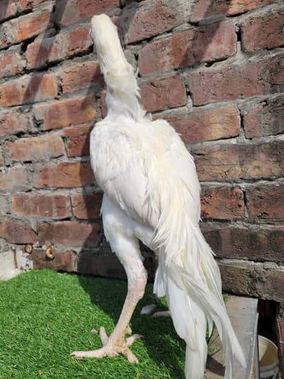 white aseel/heera breed/heera male/heera patha/aseel heera