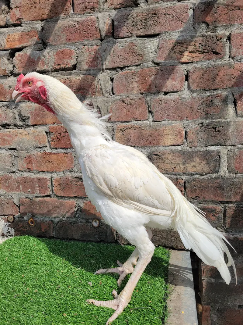 white aseel/heera breed/heera male/heera patha/aseel heera — photo 2