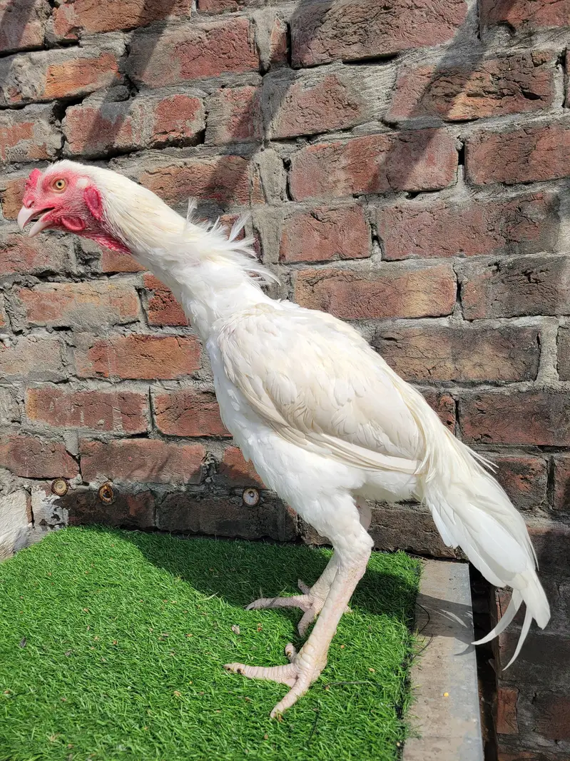 white aseel/heera breed/heera male/heera patha/aseel heera — photo 3