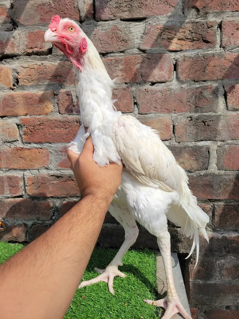 white aseel/heera breed/heera male/heera patha/aseel heera — photo 4