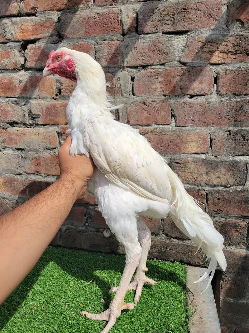 white aseel/heera breed/heera male/heera patha/aseel heera — photo 5