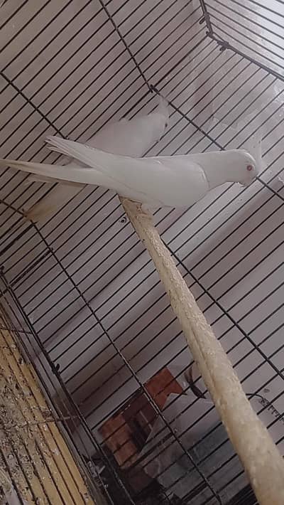 Cocktail White parrot for sale