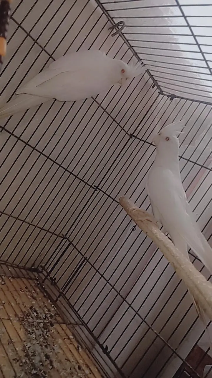 Cocktail White parrot for sale — photo 3