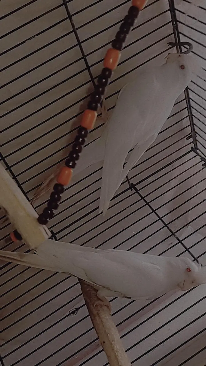 Cocktail White parrot for sale — photo 4