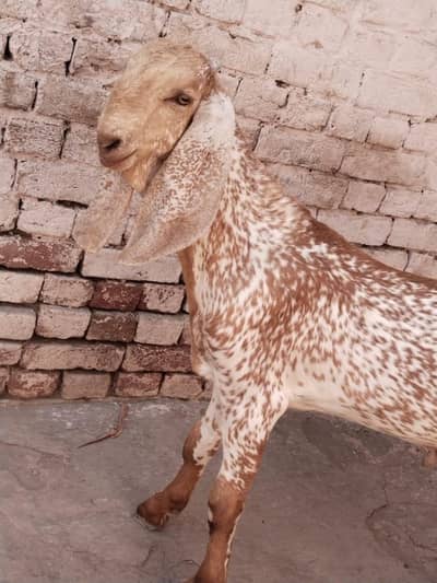 desi Bakra for sale delivery all Pakistan