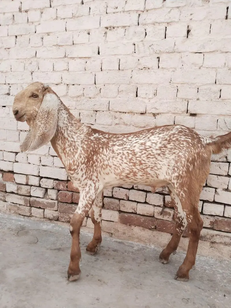 desi Bakra for sale delivery all Pakistan — photo 3