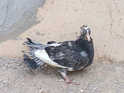 lucky pegion chick available for handtame