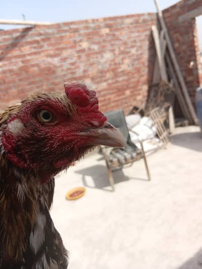 Pakistani mianwali cross roaster