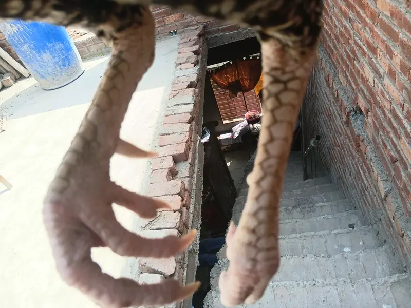 Pakistani mianwali cross roaster — photo 2