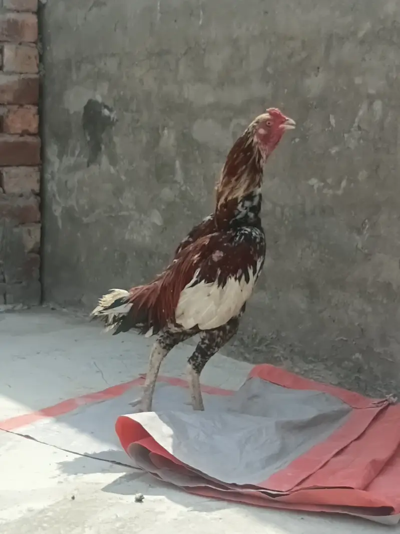 Pakistani mianwali cross roaster — photo 5
