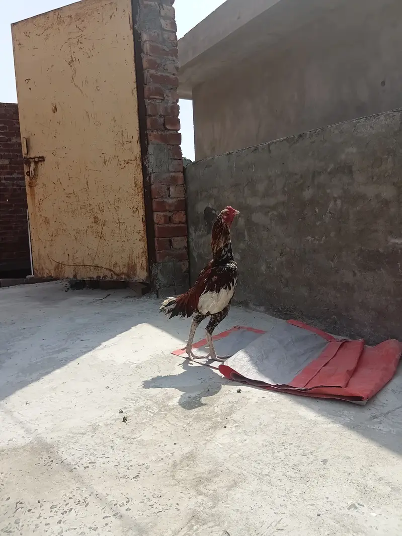 Pakistani mianwali cross roaster — photo 7