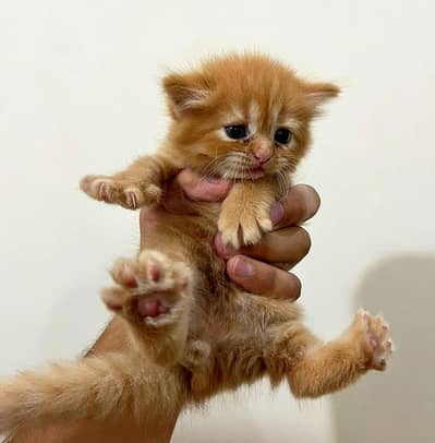 Persian Kittens for Sale