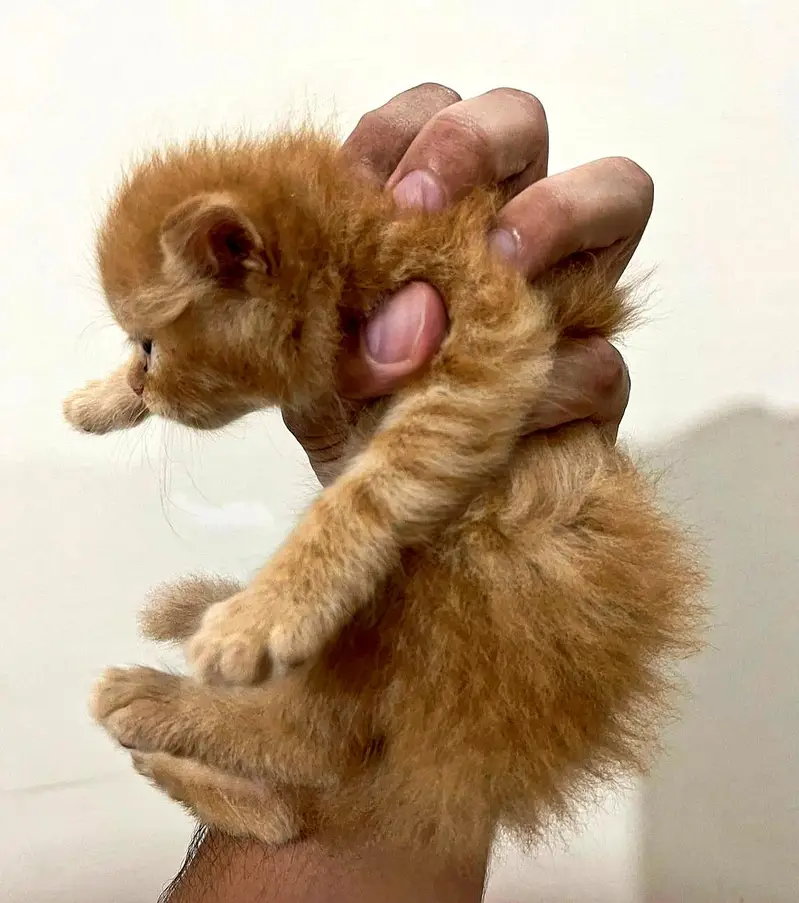 Persian Kittens for Sale — photo 2