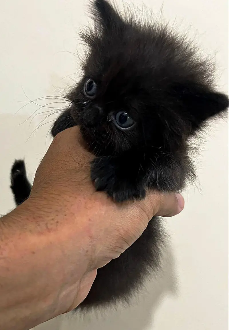 Persian Kittens for Sale — photo 3