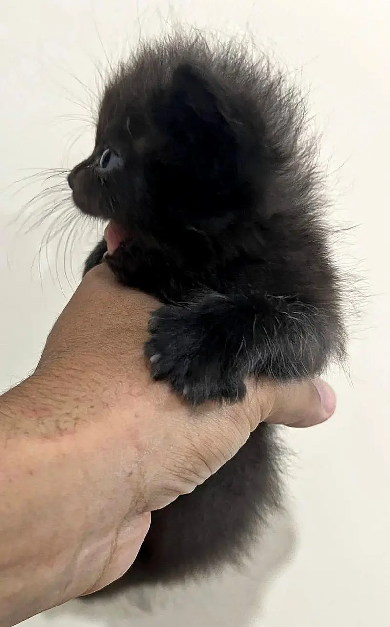 Persian Kittens for Sale — photo 4