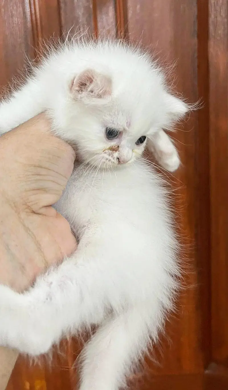 Persian Kittens for Sale — photo 5