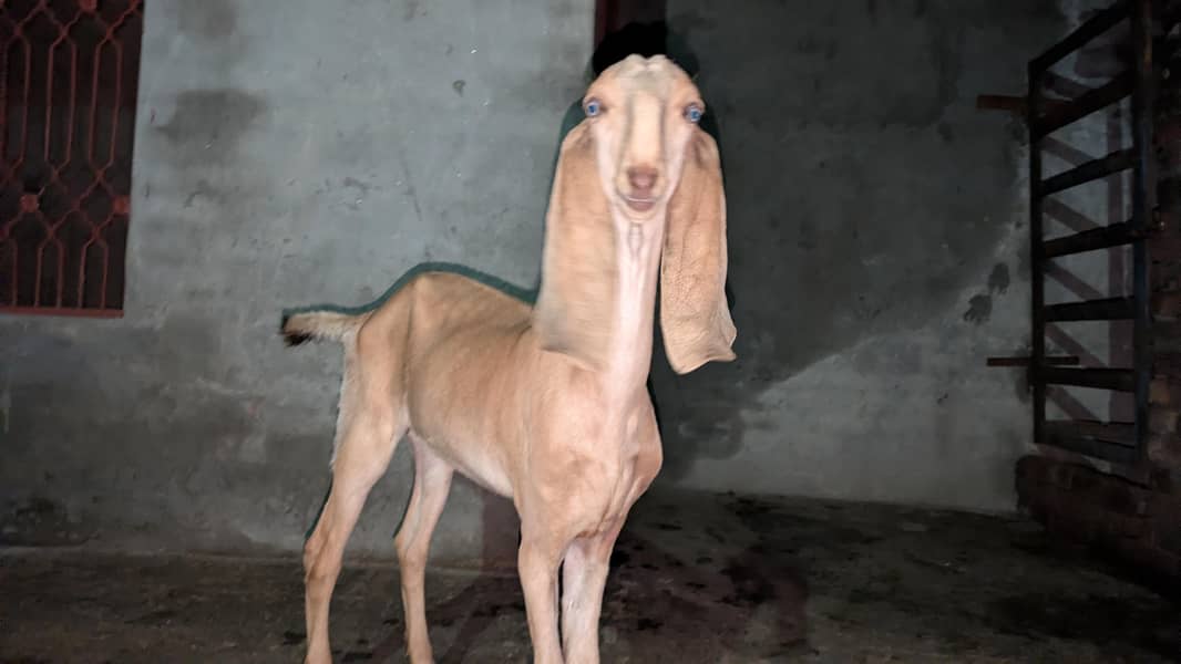 makhi chini 0