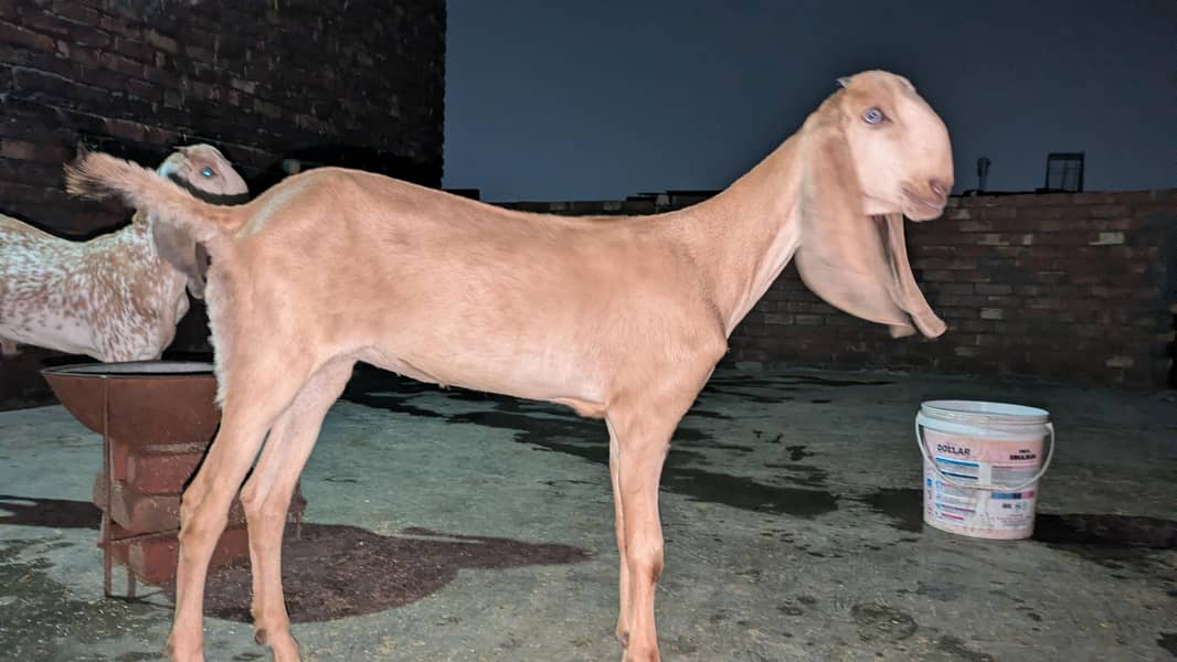 makhi chini 1