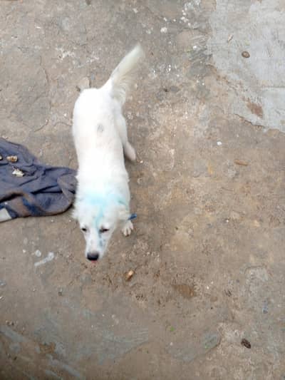4 month old raision pupi