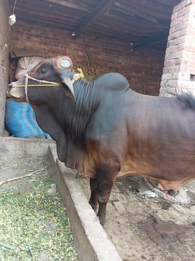 bachra sale Pure sahiwal nice color
