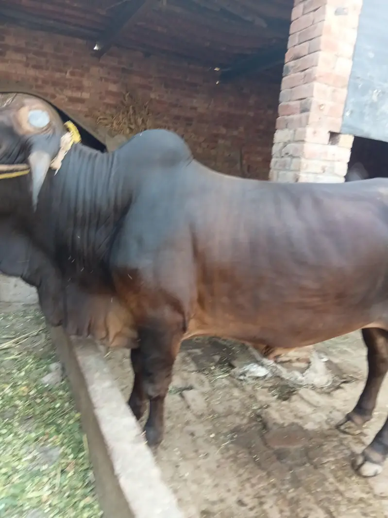 bachra sale Pure sahiwal nice color — photo 2
