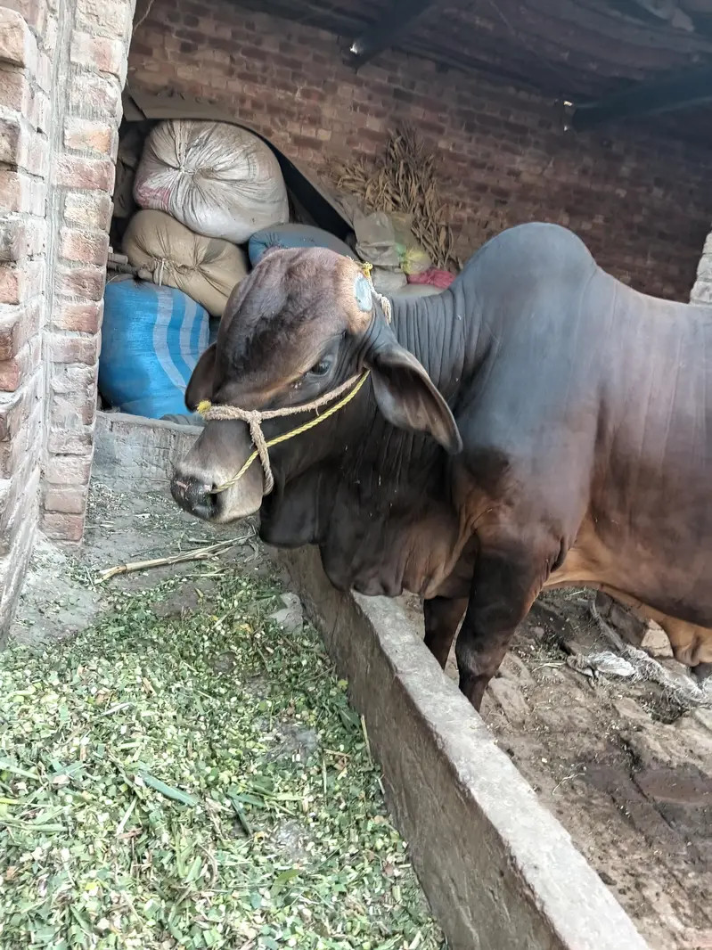 bachra sale Pure sahiwal nice color — photo 3